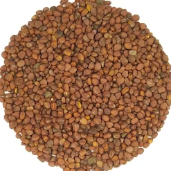 Pit&Pit China rose kiemzaden bio Shop