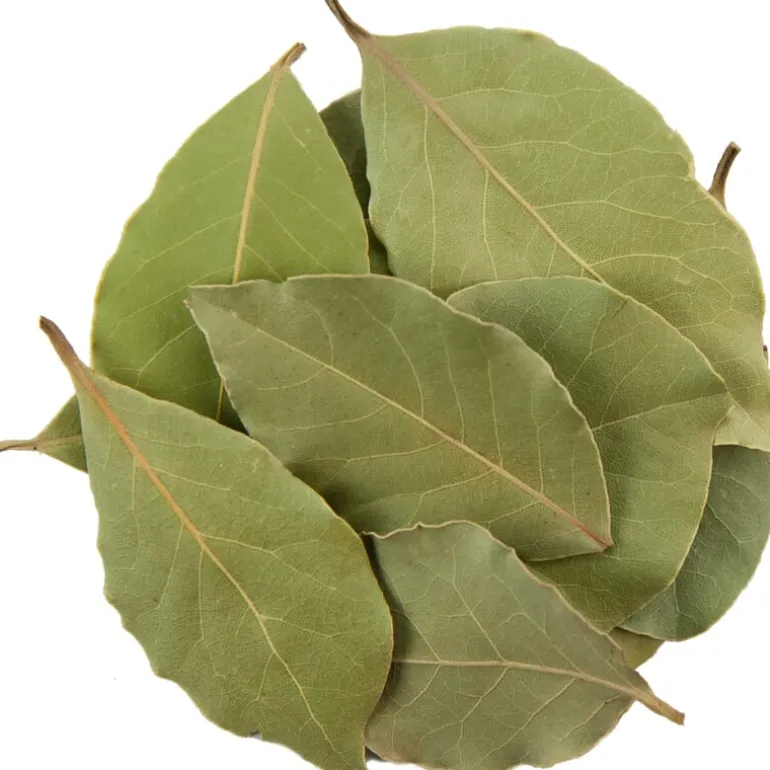 Pit&Pit Laurier Sale