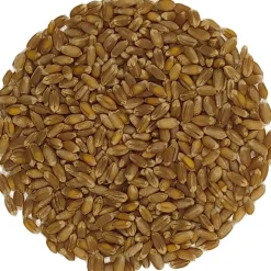 Pit&Pit Tarwegras kiemzaden bio Flash Sale