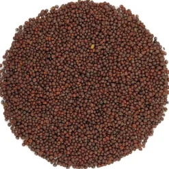 Pit&Pit Zwart mosterdzaad bio Cheap